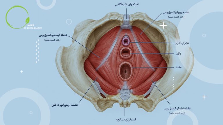 بی اختیاری گاز و مدفوع و آناتومی عضلات کف لگن
