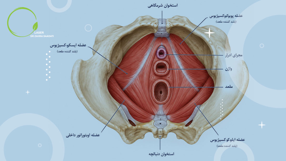 بی اختیاری گاز و مدفوع و آناتومی عضلات کف لگن